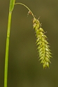 Sedges
